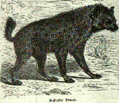Hyne aus Aus Brehm, Leben der Tiere, um 1900