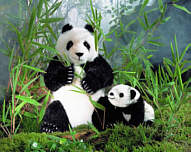 Ksener Plschtiere: Panda und Pandababy